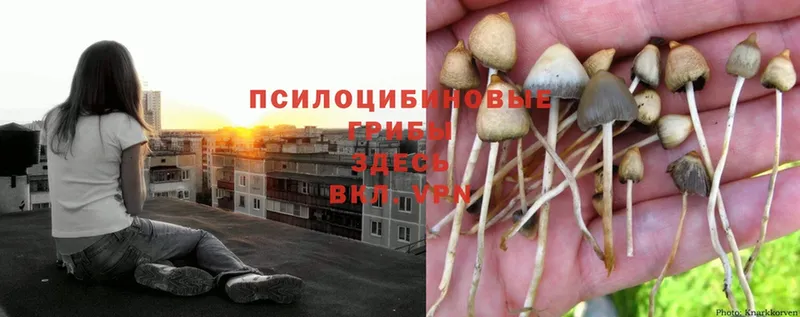 Галлюциногенные грибы Psilocybe  где продают   Новоульяновск 